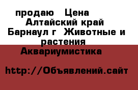 продаю › Цена ­ 800 - Алтайский край, Барнаул г. Животные и растения » Аквариумистика   